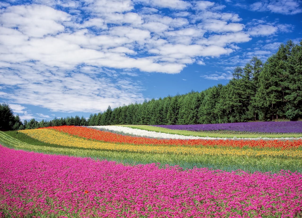 flower-garden-blue-sky-hokkaido-japan-60628-60628.jpg